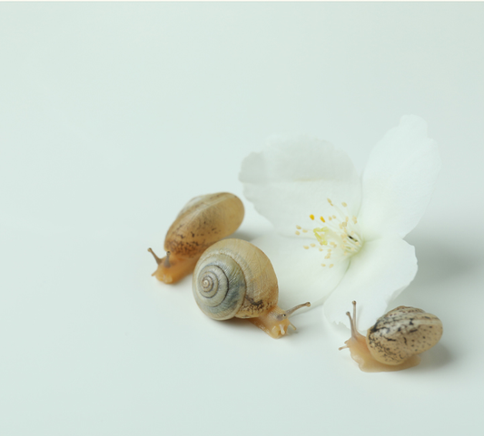 Why Snail Essence is Revolutionizing Skincare Routines Worldwide